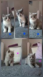Britse korthaar kittens stamboom lilac blue white bicolor, Dieren en Toebehoren, Katten en Kittens | Raskatten | Korthaar, Meerdere dieren
