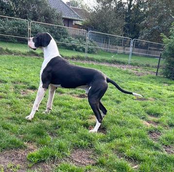 Duitse dog herplaats beschikbaar voor biedingen