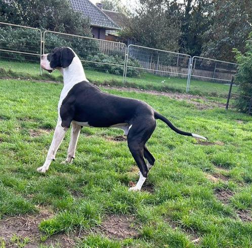Duitse dog herplaats, Dieren en Toebehoren, Honden | Bulldogs, Pinschers en Molossers, Reu, Overige rassen, Fokker | Professioneel