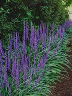 Liriope big blue | leliegras | siergrassen, Ophalen, Volle zon, Vaste plant, Siergrassen