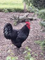 Mooie Australorp haan, Dieren en Toebehoren, Pluimvee, Mannelijk, Kip