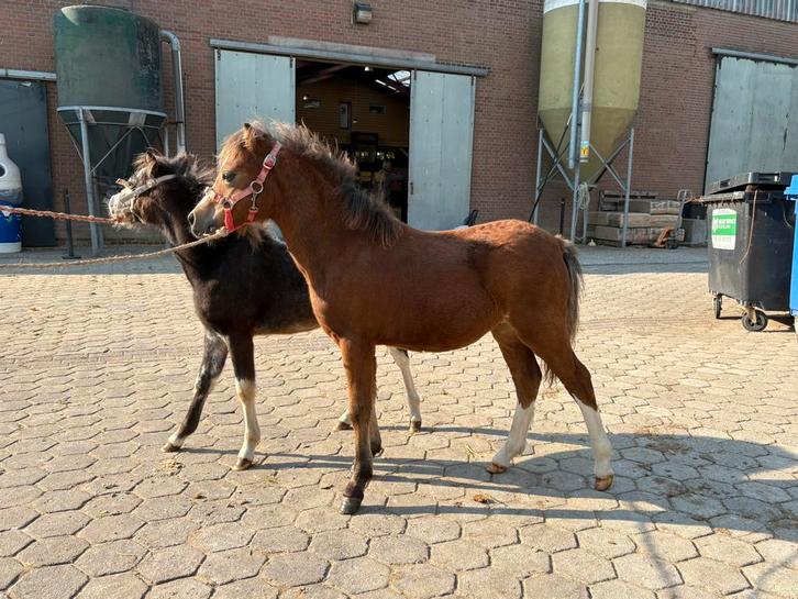Welsh A hengst veulens & Welsh a merrie 1.24, Dieren en Toebehoren, Pony's, Merrie, A pony (tot 1.17m), 0 tot 2 jaar, Ontwormd