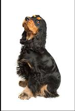 Gezocht: Engelse cocker spaniël pup met tan, Dieren en Toebehoren, Nederland, 8 tot 15 weken, Teef, Eén hond