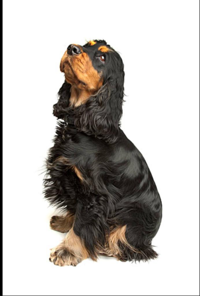 Gezocht: Engelse cocker spaniël pup met tan, Dieren en Toebehoren, Honden | Retrievers, Spaniëls en Waterhonden, Teef, Spaniël