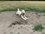 Gezocht oppas voor labradoodle Berrie, Diensten en Vakmensen, Dieren | Honden | Verzorging, Oppas en Les, Particuliere oppas