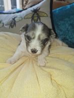 Exclusieve Maltipoo / Havanezer Puppy, Dieren en Toebehoren, Honden | Chihuahua's en Gezelschapshonden, Maltezer, Rabiës (hondsdolheid)
