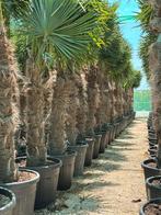 P A L M B O M E N, 100 tot 250 cm, Zomer, Palmboom, Ophalen