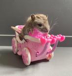 Taxidermie rat in schattig roze wagentje, Verzamelen, Dierenverzamelingen, Ophalen of Verzenden, Nieuw, Vogel, Opgezet dier