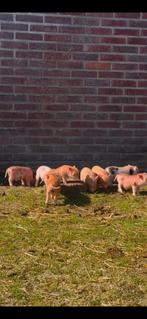 Gottinger biggen, Dieren en Toebehoren, Schapen, Geiten en Varkens, Meerdere dieren, Varken, 0 tot 2 jaar