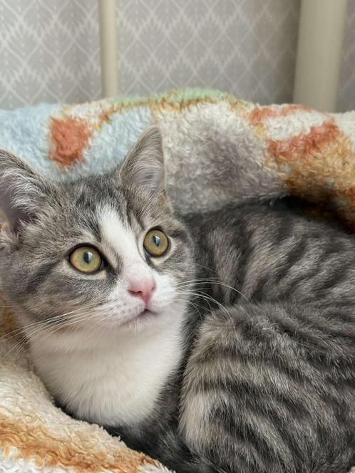 Kitten 8 maanden zoekt nieuw huisje, Dieren en Toebehoren, Katten en Kittens | Raskatten | Korthaar, Poes, 0 tot 2 jaar