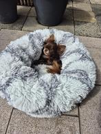 Zachte Hondenmand – Ideaal voor Chihuahua of Kleine Hond, Ophalen of Verzenden, Nieuw