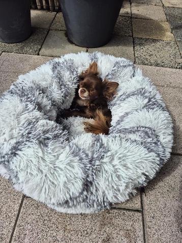 Zachte Hondenmand – Ideaal voor Chihuahua of Kleine Hond beschikbaar voor biedingen