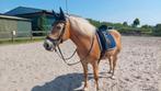 Rossner Toronto dressuurzadel 18 inch te koop, Dieren en Toebehoren, Paarden en Pony's | Hoofdstellen en Tuigage, Gebruikt, Ophalen of Verzenden