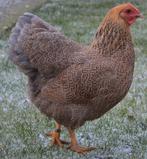 GEZOCHT:Wyandotte meerzomig blauwpatrijs/ bl zil.patrijs hen, Dieren en Toebehoren, Pluimvee, Vrouwelijk, Kip