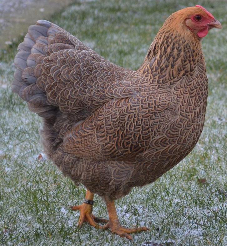 GEZOCHT:Wyandotte meerzomig blauwpatrijs/ bl zil.patrijs hen, Dieren en Toebehoren, Pluimvee, Kip, Vrouwelijk