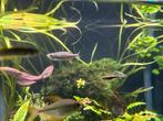 2 reuze danio’s, Dieren en Toebehoren, Vissen | Aquariumvissen, Vis, Zoetwatervis, Schoolvis