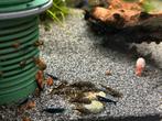 L519 ancistrus rio itenez kiefner babys, Dieren en Toebehoren, Vissen | Aquariumvissen, Vis