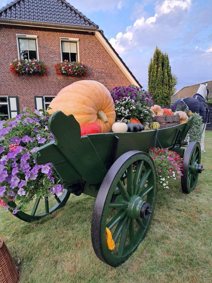 De mooiste POMPOENSTRAAT van Nederland  pompoenen kalebassen, Tuin en Terras, Planten | Tuinplanten, Eenjarig, Overige soorten