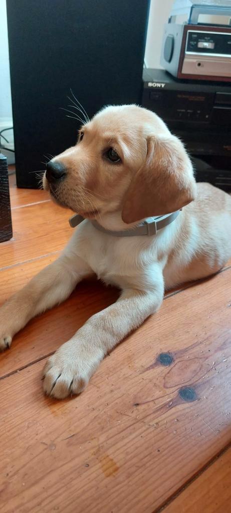 Raszuiver labrador pups ouders HD ED Spondylose vrij, Dieren en Toebehoren, Honden | Retrievers, Spaniëls en Waterhonden, Meerdere dieren