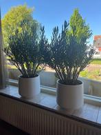 Witte matte keramieken potten (met planten), Rond, Binnen, Zo goed als nieuw, Aardewerk