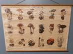 Vintage paddenstoelen II poster, Gebruikt, Deurposter of groter, Rechthoekig Liggend, Ophalen of Verzenden