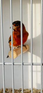 Kaputsensijzen  mannen F 1 tjes 2025, Mannelijk, Kleurkanarie