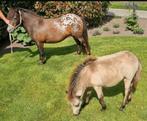 Prachtige buckskin/valk half nmprs merrie veulen!, Dieren en Toebehoren, Pony's, Niet van toepassing, A pony (tot 1.17m), 3 tot 6 jaar