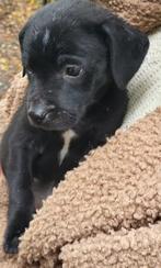 Puppy, 8 tot 15 weken, Eén hond, Nederland, Particulier