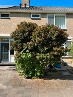 Viburnum tinus 3m hoog, Tuin en Terras, Planten | Bomen, Ophalen, Winter, Halfschaduw, Overige soorten