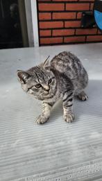 kitten, Poes, Ontwormd, 0 tot 2 jaar