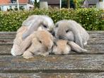 Raszuivere Franse hangoren, Meerdere dieren, Groot, 0 tot 2 jaar, Hangoor