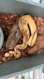 Champagne dh clown hypo (ghost) ball python, Slang, 0 tot 2 jaar