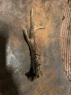 Afgeworpen gewei hert, Ophalen, Gebruikt, Hert, Gewei of Kop