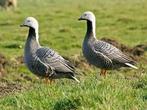 9 Keizerganzen te koop uit 2025, Dieren en Toebehoren, Meerdere dieren, Gans of Zwaan
