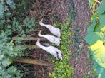 Loopeenden zilver wildkleur speciale kleurslag, Dieren en Toebehoren, Pluimvee, Meerdere dieren, Eend