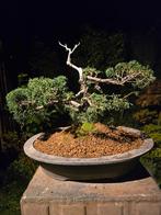Bonsai juniperus chinensis 25 jr 30x40 hxb in bonsaipot, Tuin en Terras, Planten | Bomen, Ophalen, Bloeit niet, Halfschaduw, Overige soorten