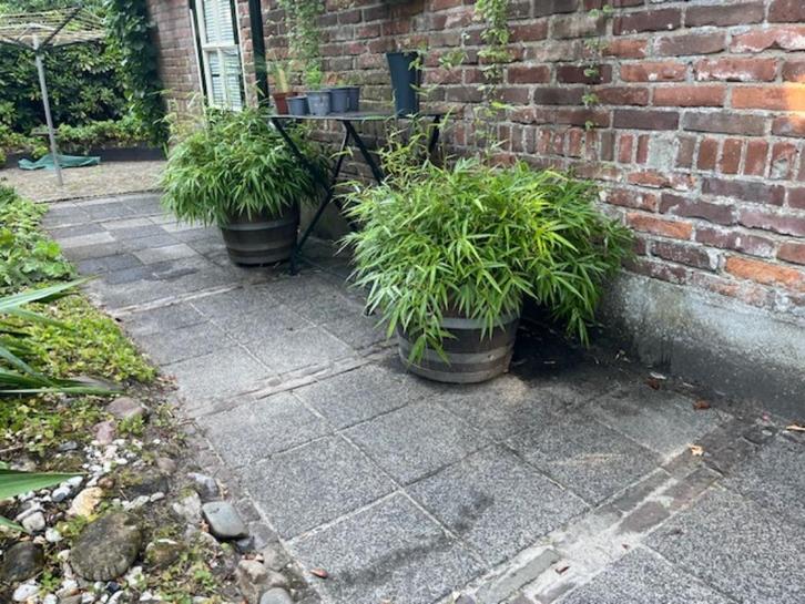 Half portvat met Bamboe Fargesia Rufa 2x, Tuin en Terras, Planten | Tuinplanten, Vaste plant, Overige soorten, Halfschaduw, Bloeit niet