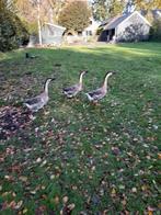 Chineese knobbel ganzen, Dieren en Toebehoren, Pluimvee, Geslacht onbekend, Gans of Zwaan