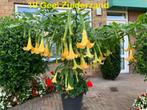Brugmansia Stekken - Diverse Kleuren, Tuin en Terras, Planten | Tuinplanten, Overige soorten, Volle zon, Vaste plant, Ophalen of Verzenden