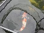 Koi, Dieren en Toebehoren, Karper of Koi
