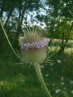 kaardebol dipsacus fullonum veelzijdige plant trekt vogels, Overige soorten, Ophalen of Verzenden, Tweejarig, Halfschaduw