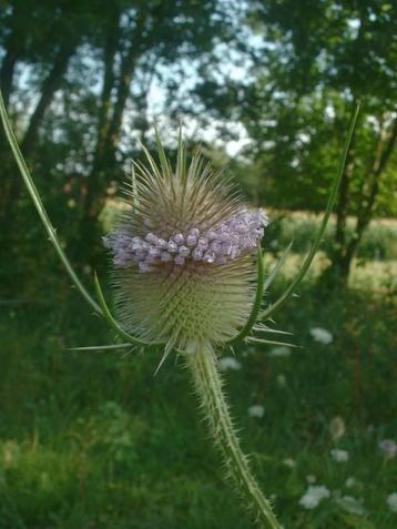 kaardebol dipsacus fullonum veelzijdige plant trekt vogels beschikbaar voor biedingen