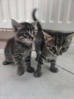 2 speelse kittens, Meerdere dieren