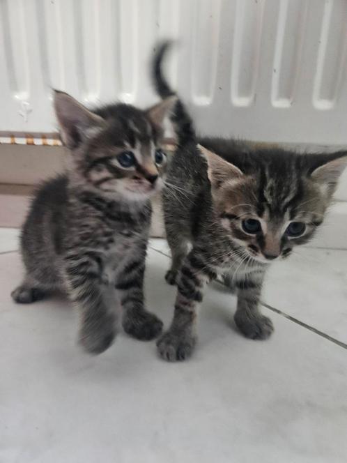 2 speelse kittens, Dieren en Toebehoren, Katten en Kittens | Raskatten | Korthaar, Meerdere dieren