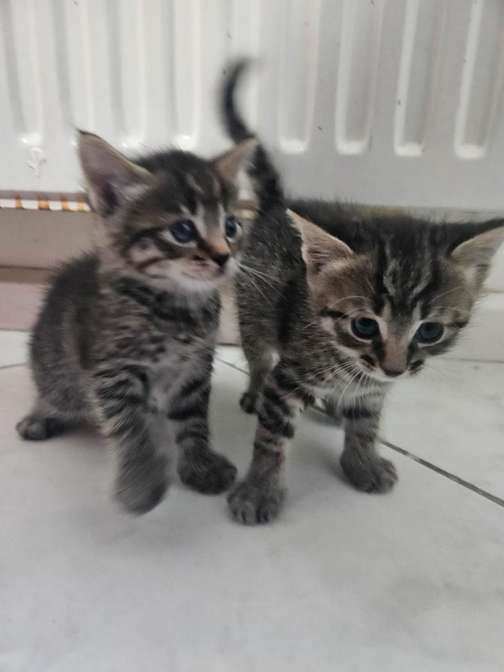 2 speelse kittens, Dieren en Toebehoren, Katten en Kittens | Raskatten | Korthaar, Meerdere dieren
