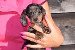 Teckel pups alle kleuren, België, 15 weken tot 1 jaar, Korthaar, Dwerg