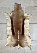 Huid / vacht / kleed springbok Zuid-Afrika, Ophalen, 100 tot 150 cm, Bruin, 50 tot 100 cm