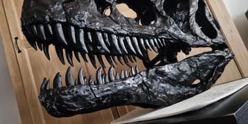 Dinosaurus schedel (1 op 1 schaal!) beschikbaar voor biedingen