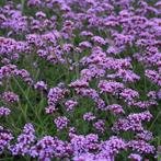 Verbena Bonariensis Ijzerhard Lollipop, Tuin en Terras, Planten | Tuinplanten, Volle zon, Vaste plant, Zomer, Ophalen