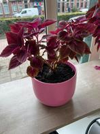 Prachrige siernetel plant, Huis en Inrichting, Kamerplanten, Ophalen of Verzenden, Overige soorten, Minder dan 100 cm